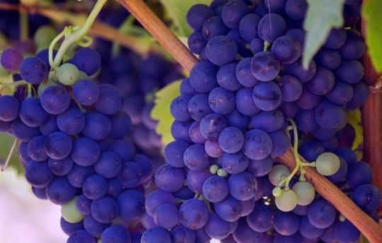 紅外光譜技術(shù)可以應(yīng)用于葡萄質(zhì)量監(jiān)測(cè) 紅外光譜技術(shù)可以應(yīng)用于葡萄質(zhì)量監(jiān)測(cè)